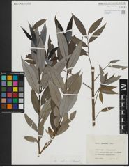 Foto von Salix pierotii Miq.